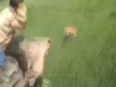 ? Stealthy tiger