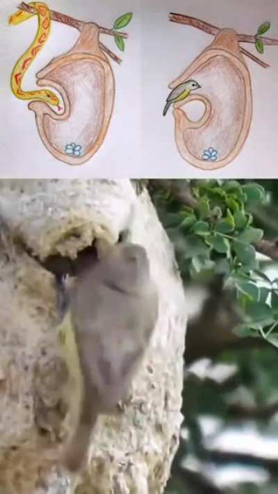 ? The Penduline Tit uses a hidden opening to enter its nest while the visible opening leads to an empty pocket to trick snakes