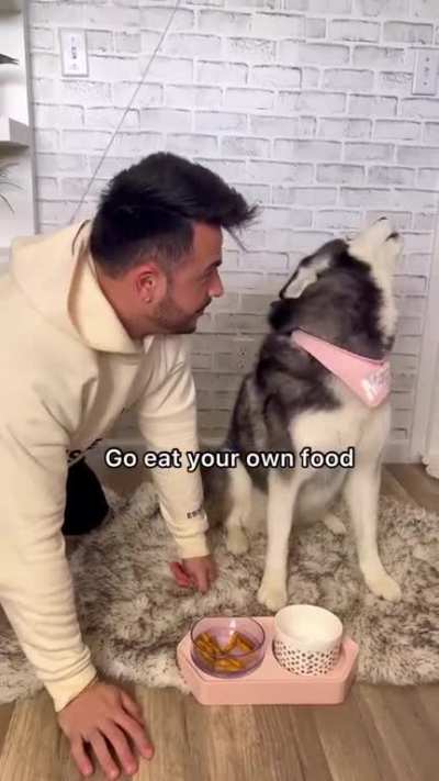 Overdramatic husky ?