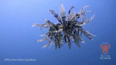 ? Rare glimpse of a Feather Star (Dichrometra palmata)