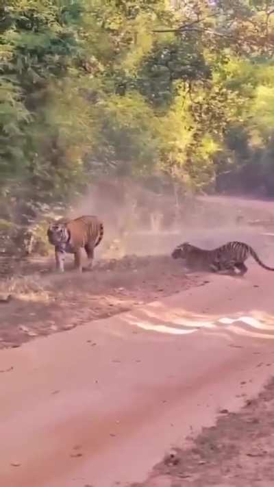 ? Things getting heated between Tiger and Tigress.