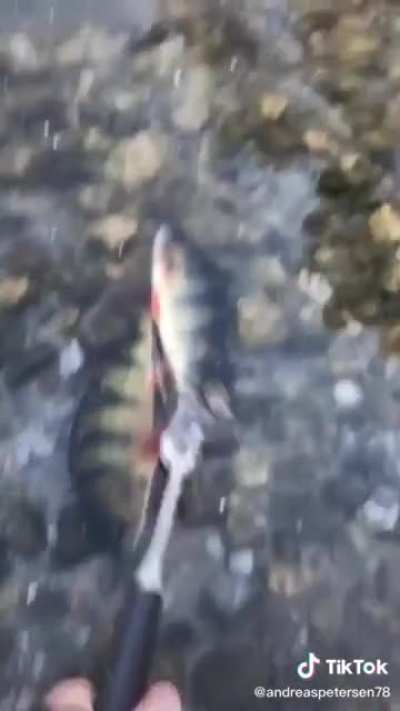 Wake up fishy, why are you sleeping!