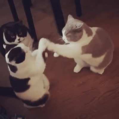 play with his paws