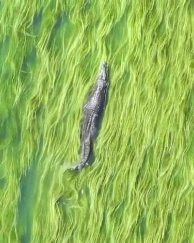 ? A crocodile swimming above the sea grass ? (IG: @aeroture_aus)