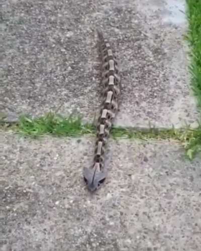 This is a real Gaboon viper. These vipers are one of the few snakes that crawl in a straightened manner. Looks creepy