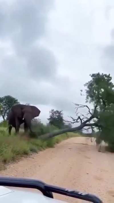 ? Elephant pushed down a trees to scratch it's uncontrollable body itching