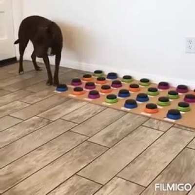 Speech pathologist teaches her dog how to communicate with buttons