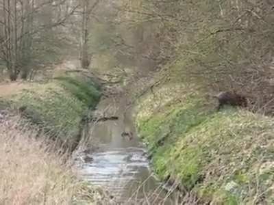 ? A herd of Wild Boars (and their piglets) crossing a stream.
