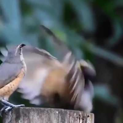 ? Male Victoria riflebird trying to impress a female with a mating dance