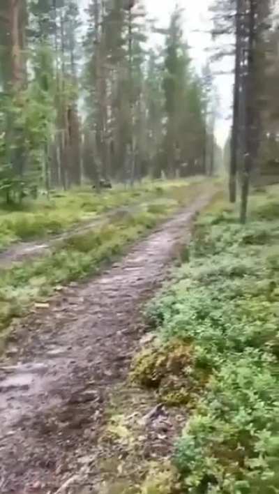? Intelligent rabbit knows the dog is following its scent, so it doubles back
