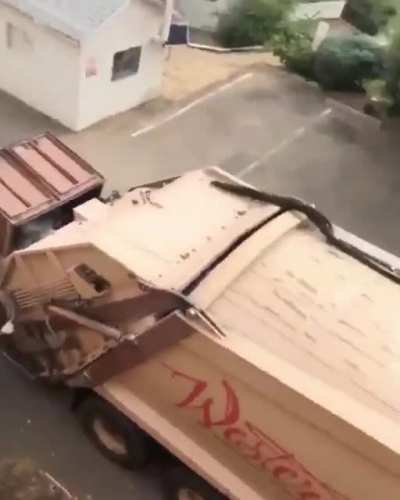 average trash panda