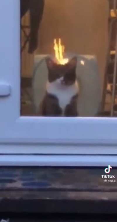 Burn, demon cat, burn.