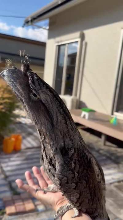 ? Tawny frogmouth (Podargus strigoides) makes use of cryptic plumage and mimicry to camouflage itself among tree branches.