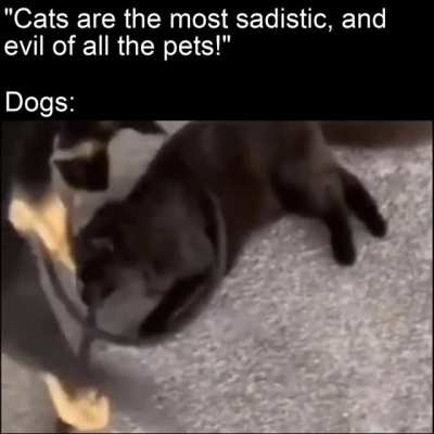 The cat seems to enjoy it
