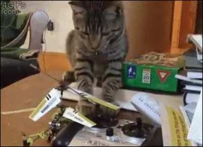 Cats being cats