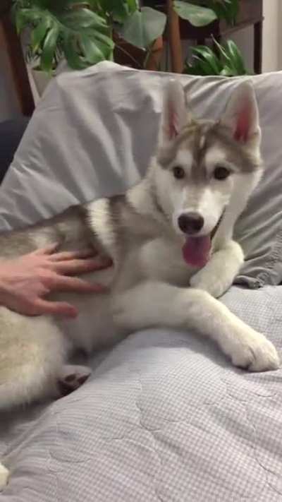 SPA for my Huskies