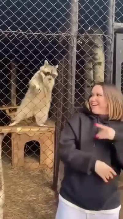 Raccoon vibes ??