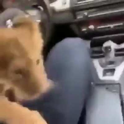 Showing off fast cars