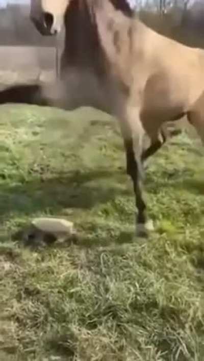 RUN AWAY!!!!