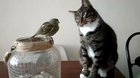 Kitty trying his best to pet gently