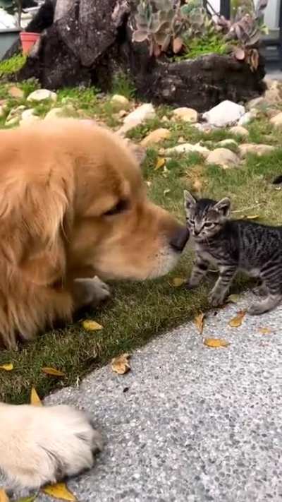 Hey little friend, are you lost? ??