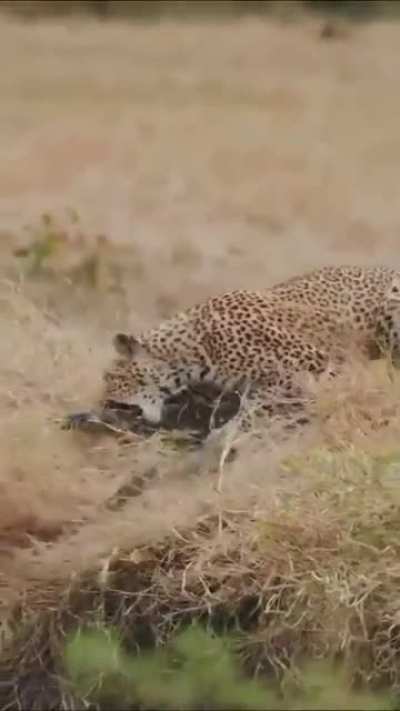 ? Leopard snacks on a monitor lizard ?