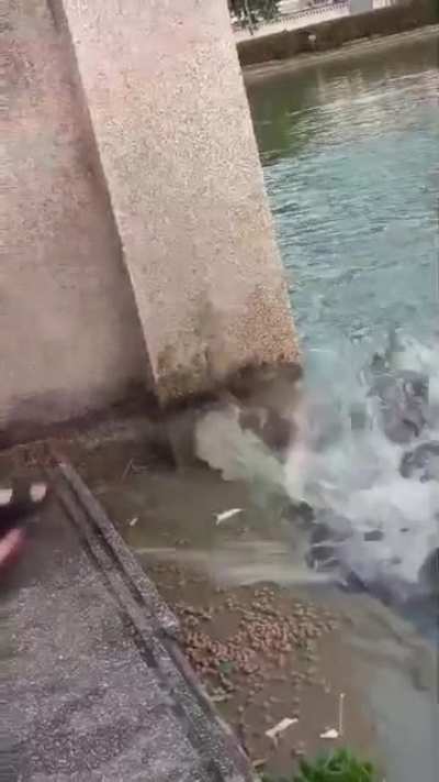 SURPRISE MFER!!!