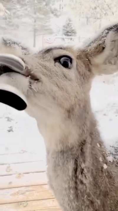 ? Gorgeous deer wanted to invite herself in