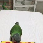What a clever parrot!