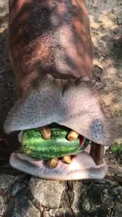 ? Hippopotamus crushing and swallowing watermelon