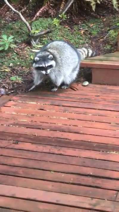 Saw my cat intensely staring at something. Just a raccoon cleaning it’s butt on the deck...