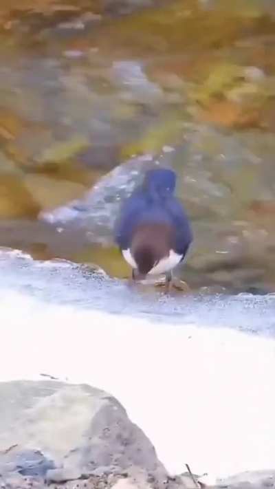 ?Dipper bird diving into the cold stream hunt..