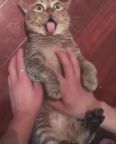 Cute but bugged