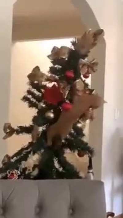 To decorate Christmas tree ?