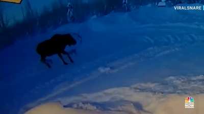 ? members of the deer family—including its largest member, the elk—drop their antlers, which are not fully fused to their skulls. male elk lose their antlers in winter, as it is the end of the mating season