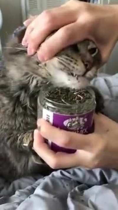 Catnip is working