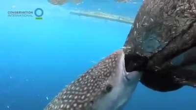 ? Whale Shark has learned how to steal food from fishing nets.