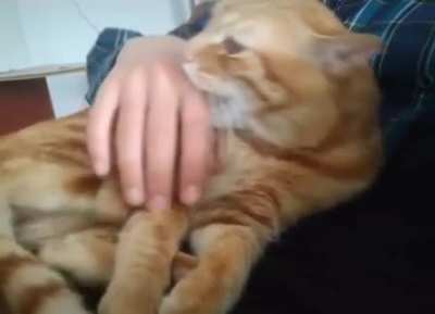 meow_irl