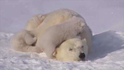? Worn out momma polar bear dealing with her cubs ?