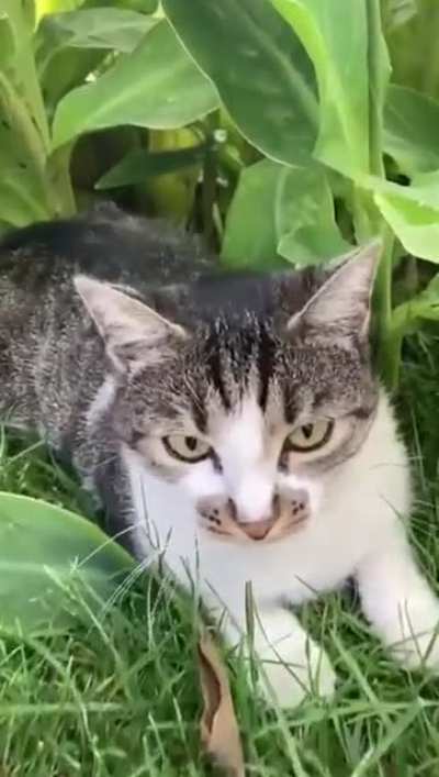 My Aggro Cat ❤️