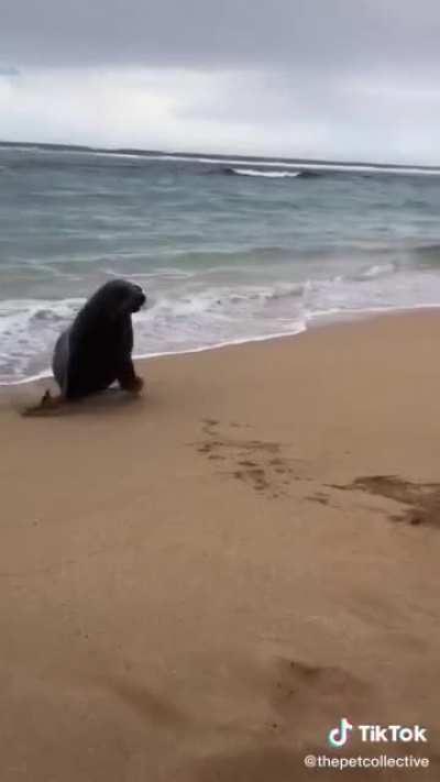 Hey, that was my lunch :(