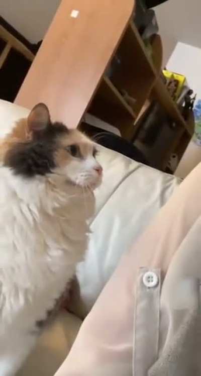 Headbutt cat
