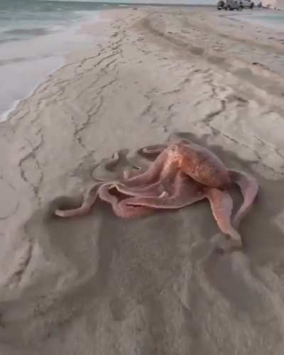 "novempus" CGI that looks so real