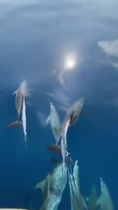 ? Running into a pod of dolphins in crystal clear waters! Credit: @chekomtztellez