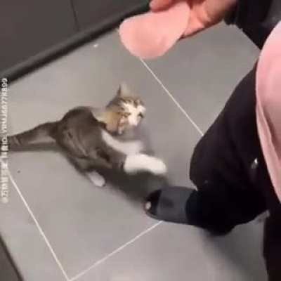 Cat.mp5
