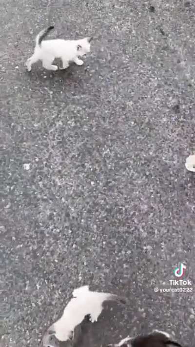 Kitty Army was waiting for that Surprise Attack
