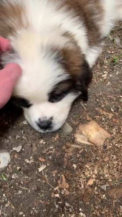 She found the coolest spot in the yard for a little nap
