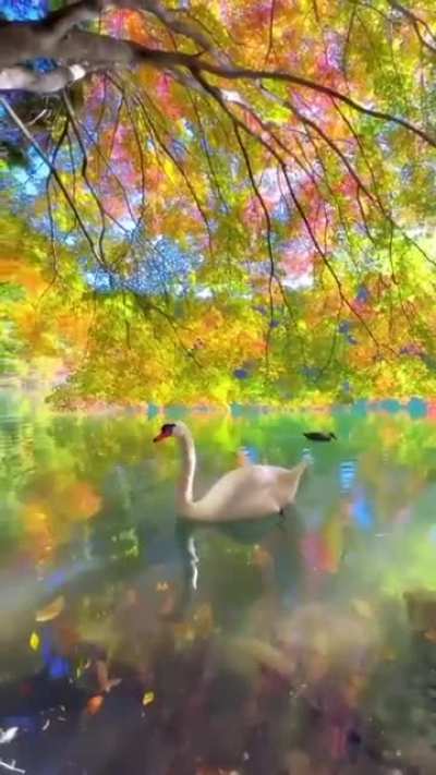 ? A lake in the autumn