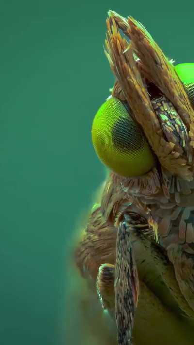 ?Macro Shot Of Bug On A Plant