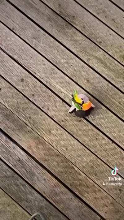Watch my bird rescuing my plushie